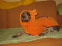 enzo drying off