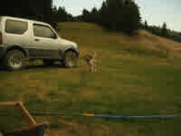 fetching the ball