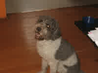 just enzo