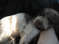 sleeping on my knee